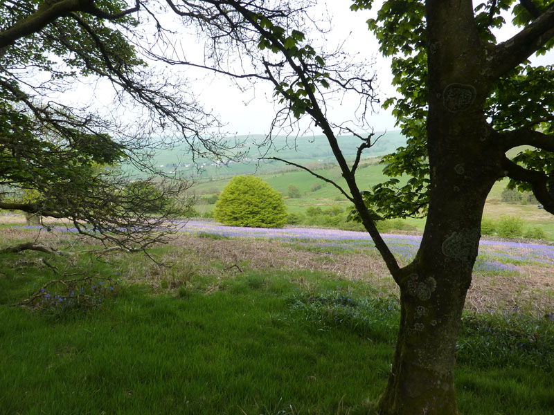 bluebells